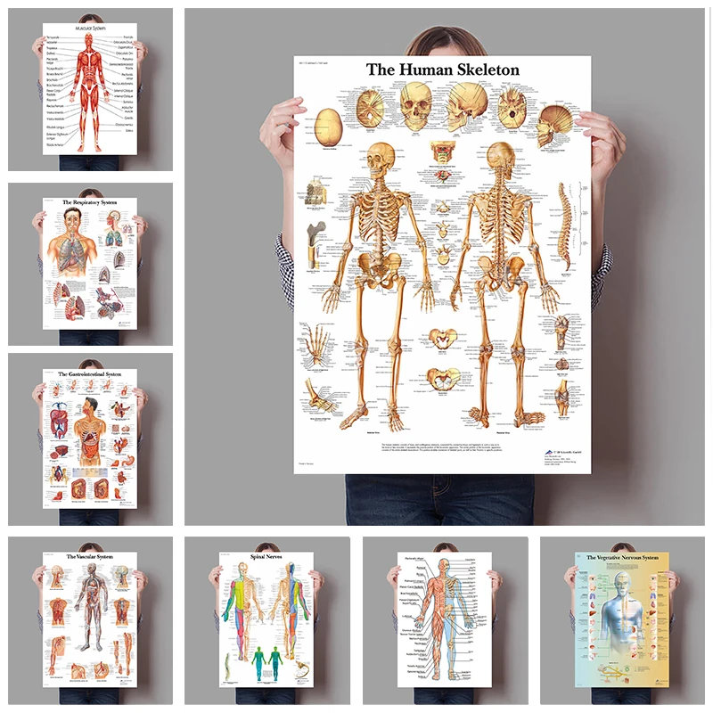 Badminton Poster - Órgãos humanos cérebro fígado coração anatomia