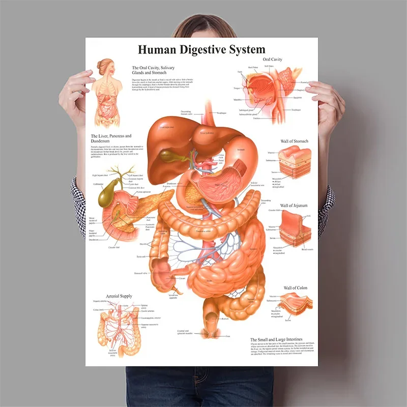 Órgãos humanos cérebro fígado  - Badminton Poster avaliação e preço