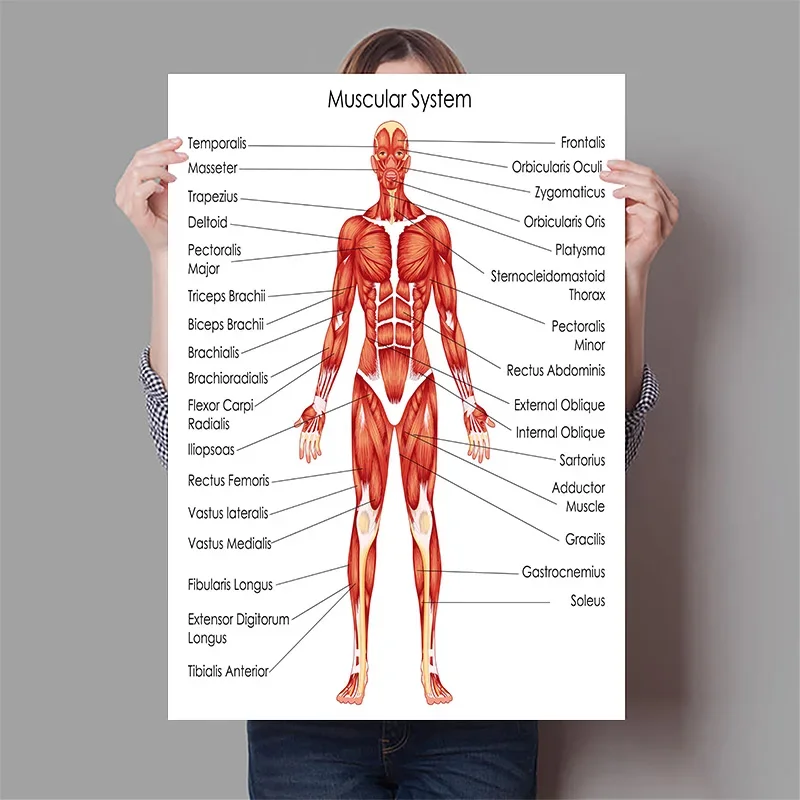 Órgãos humanos cérebro fígado  - Badminton Poster avaliação e preço