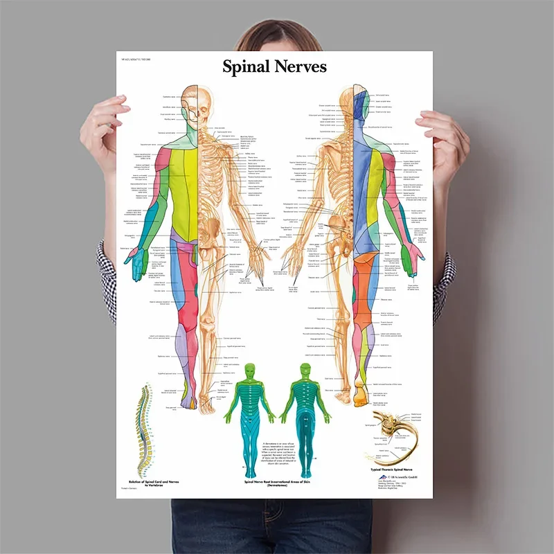 Órgãos humanos cérebro fígado  - Badminton Poster avaliação e preço
