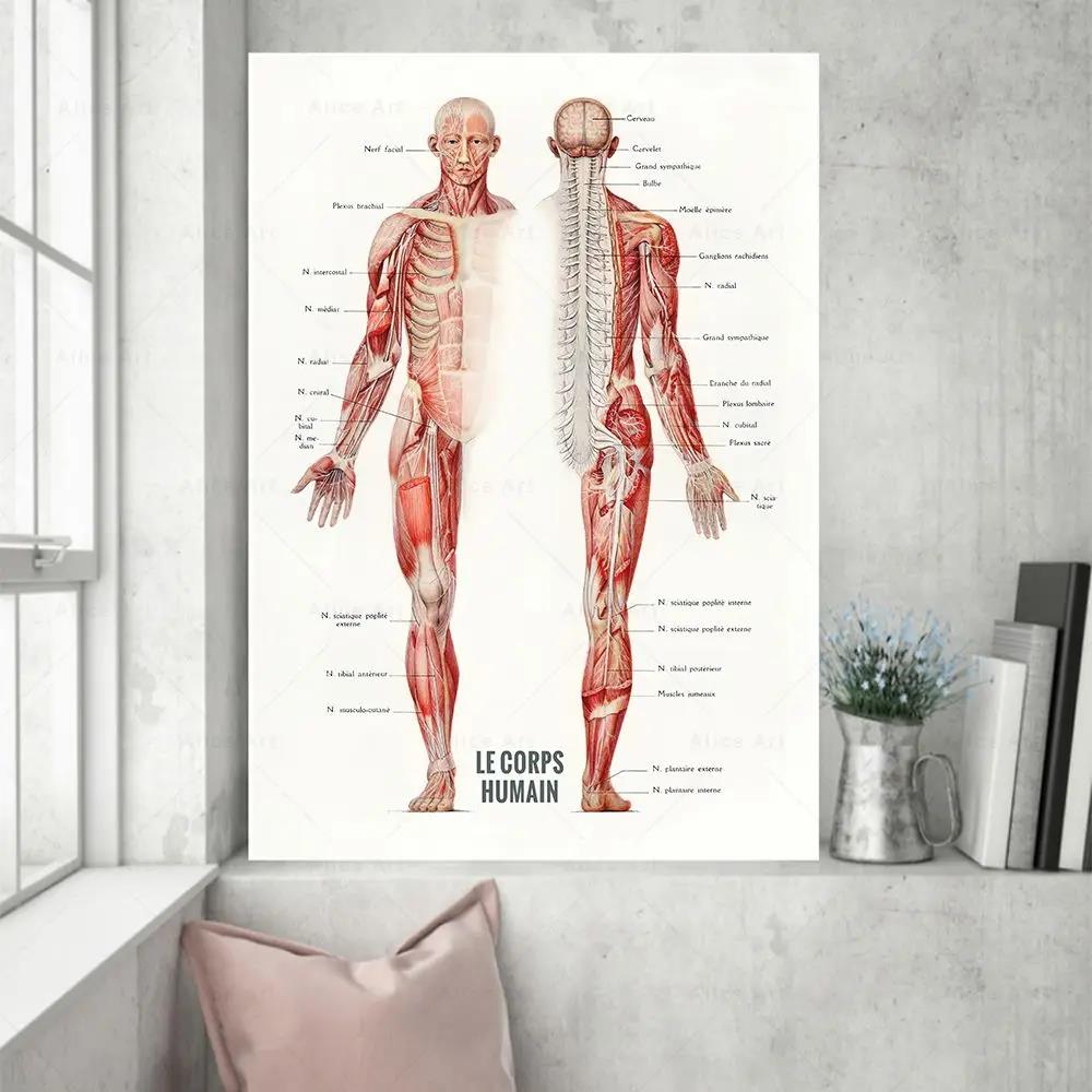 Músculo humano musculação anat - Badminton Poster avaliação e preço