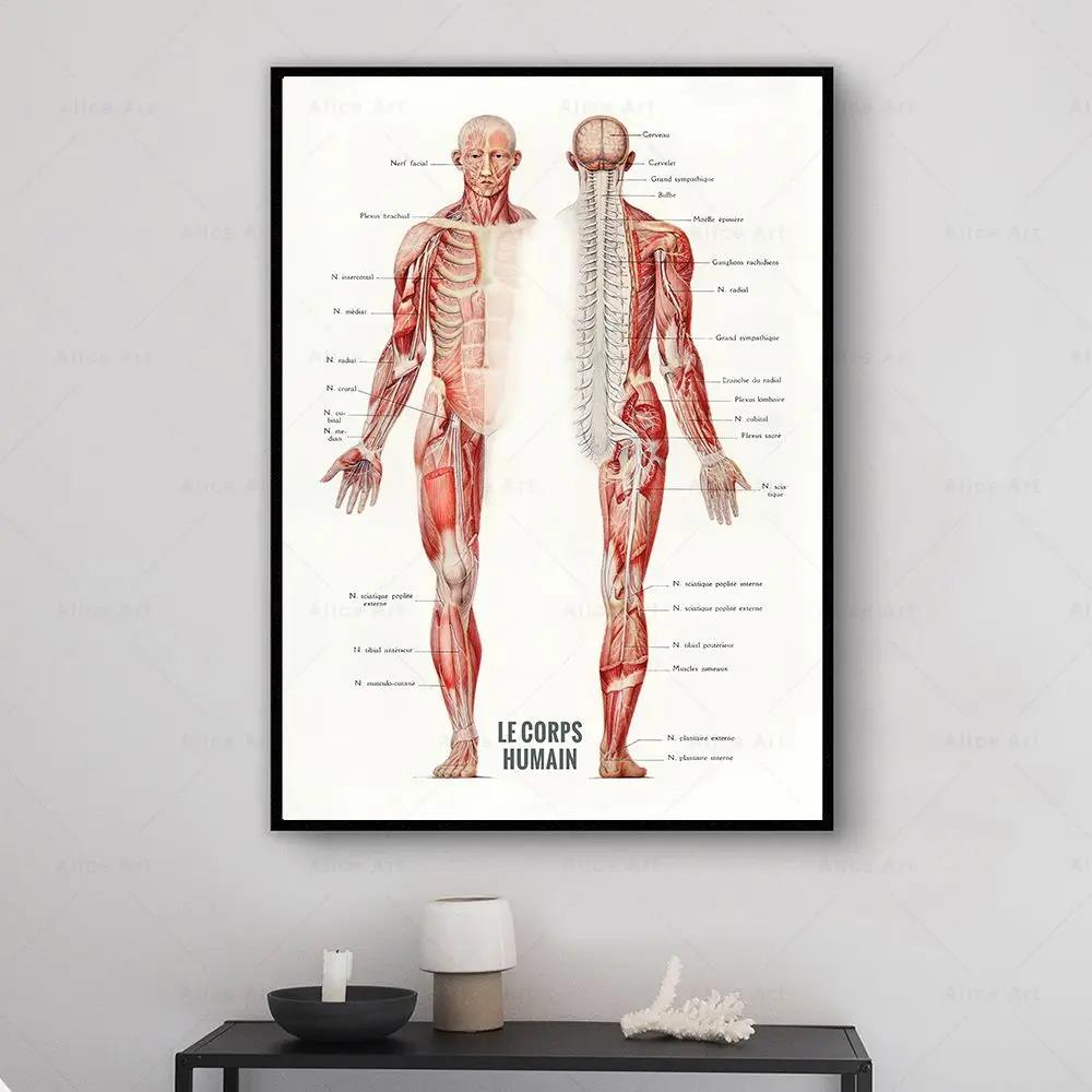 Músculo humano musculação anat - Badminton Poster avaliação e preço