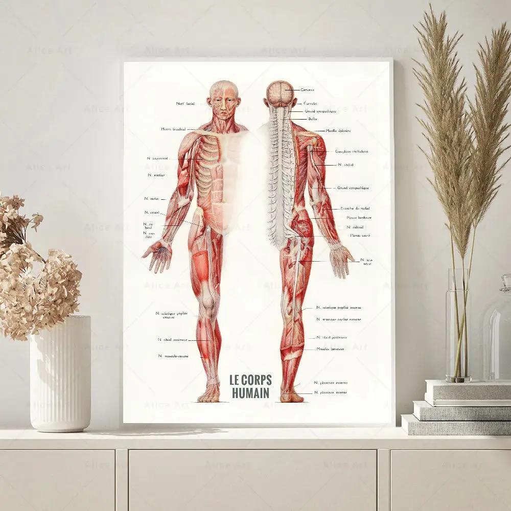 Músculo humano musculação anat - Badminton Poster avaliação e preço
